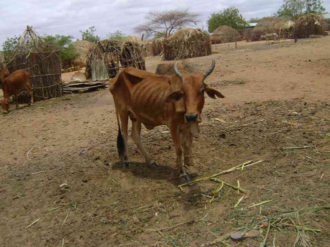 A cow affected by drought in Mandera.photo/file