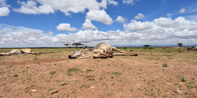 Humanitarian needs in Ethiopia have tripled since the beginning of 2015 as one of the strongest El Niño events on record has caused severe drought, leading to successive crop failures and widespread livestock deaths. Photo: Tuva Raanes Bogsnes/NRC.