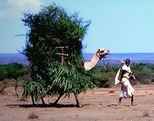 Drink Camel Milk for Diabetes Control