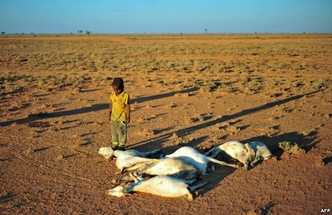 FILE - A boy looks at dead goat carcases in dried-out land close to Dhahar in Puntland, northeastern Somalia, on Dec. 15, 2016. Drought in the region has severely affected livestock of local herdsmen.